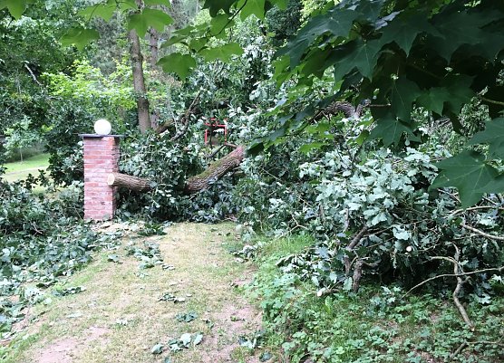 In der Nacht vom 26. zum 27.07. ist im hinteren Teil des Ilfelder Ahornparks eine m&auml;chtige Eiche von au&szlig;erhalb des Parks &uuml;ber den Wildzaun und den Hauptweg zum hinteren Ausgang umgebrochen (Foto: Ahornpark Ilfeld e.V.)