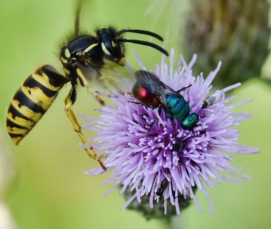 Gemeine Wespe mit Sandgoldwespe (Foto: Peter Brixius)