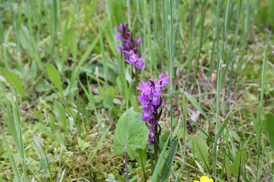 Die Klinikorchidee wurde als stattliches Knabenkraut identifiziert und erfreut Patienten und Mitarbeiter in der HELIOS Klinik Bleicherode (Foto: J. Weller)