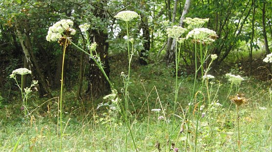  Er sieht aus, wie ein ganz gew&ouml;hnlicher, wei&szlig;er Doldenbl&uuml;tler, ist aber mittlerweile eine Rarit&auml;t: Der stark gef&auml;hrdete Steppen-Sesel (Seseli annuum) soll in der R&uuml;digsdorfer Schweiz erhalten bleiben. (Foto: Bodo Schwarzberg)