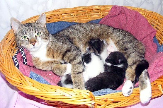 F&uuml;r diese Mutterkatze wird noch ein neues Zuhause gesucht (Foto: privat)