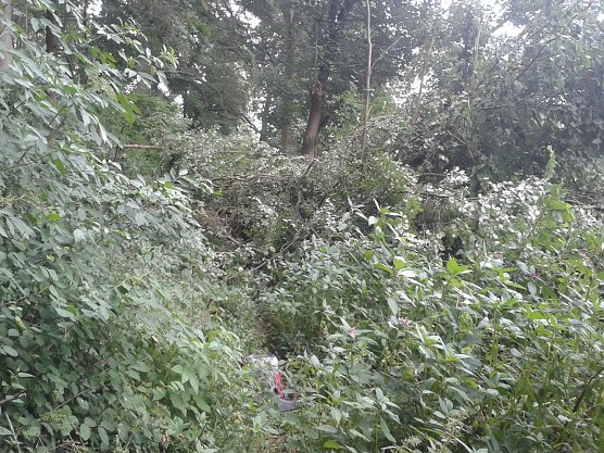 Zugewachsen (Foto: Bo)