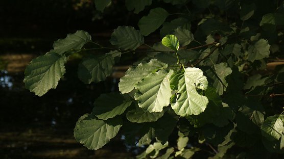 Wetterbild (Foto: Angelo Glashagel) Wetterbild (Foto: Angelo Glashagel)