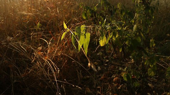 Wetterbild (Foto: Angelo Glashagel)