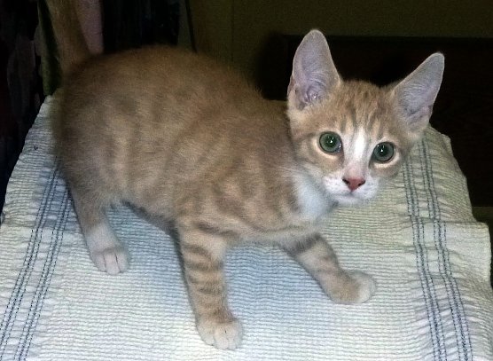 Lippi (Foto: B. Hellrung)