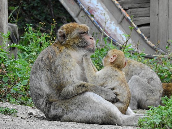 Gleich 12 mal konnte man sich im Affenwald auf dem Strau&szlig;berg &uuml;ber Nachwuchs freuen (Foto: Peter Blei)