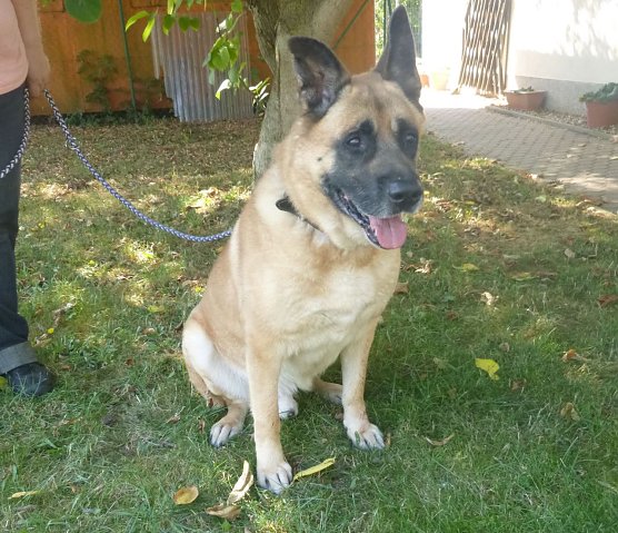 Willi, der Hundeopa (Foto: Birgit Hellrung)