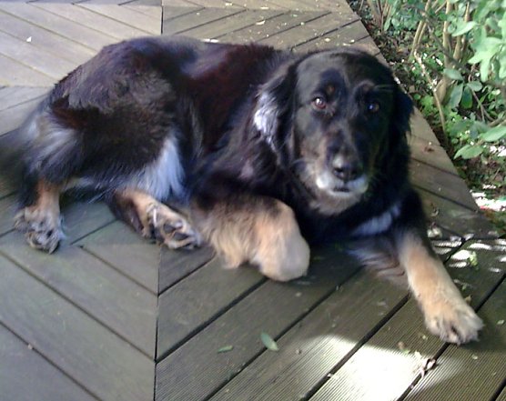 Angst vor Feuerwerk (Foto: privat) Angst vor Feuerwerk (Foto: privat)