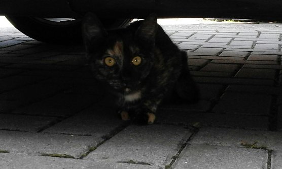 Fundkatze in der Altstadt (Foto: privat)
