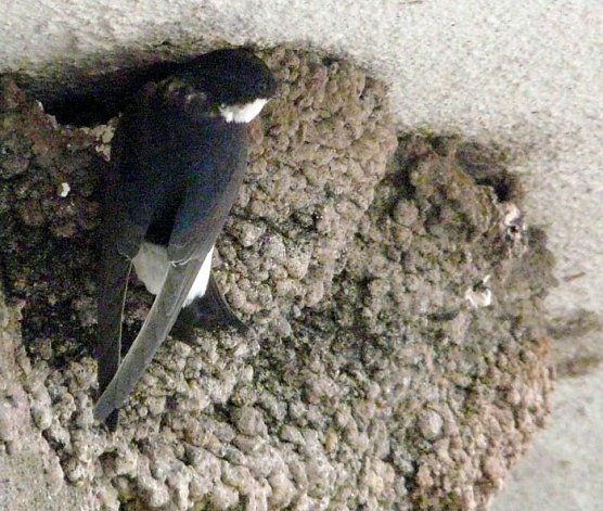 Schwalbennest (Foto: Piper)