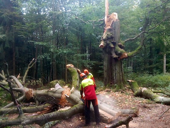 Wanderweg wurde gesichert (Foto: Forstamt Bleicherode/S&uuml;dharz)