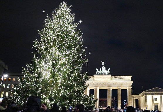 Weihnachtsbaum in Berlin (Foto: Forst Thüringen) Weihnachtsbaum in Berlin (Foto: Forst Thüringen)