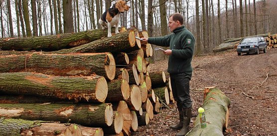 Begehrtes Holz (Foto: Andreas Knoll)