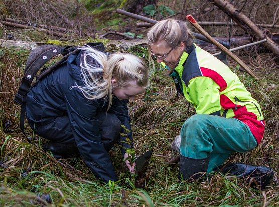 Nach kurzer Einarbeitung sitzt jeder Handgriff: Madita und Michelle pflanzen eine junge Buche (Foto: Th. schwerdt)