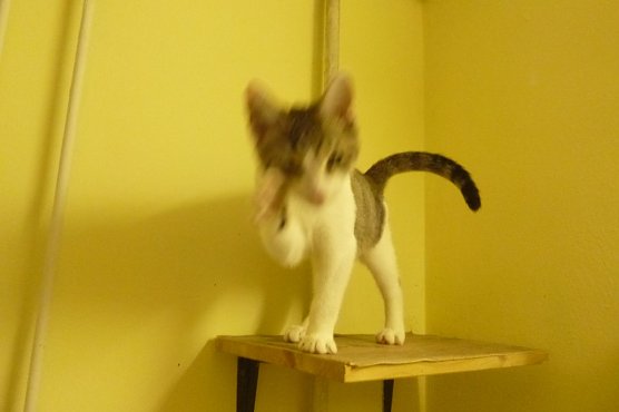 Tier der Woche: Gero (Foto: Tierheim Nordhausen)