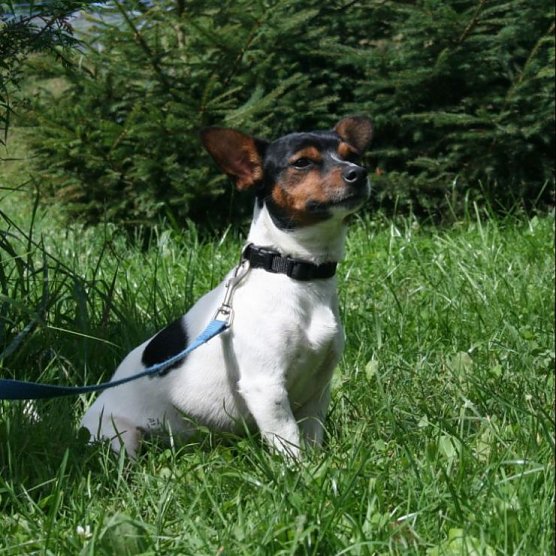 snoopy (Foto: tierheim)