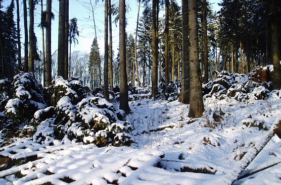 Ein durchbrochenes Fichtenaltholz bei Rothes&uuml;tte. Die strammen B&auml;ume hielten Kyrill nicht stand. (Foto: Forstamt)