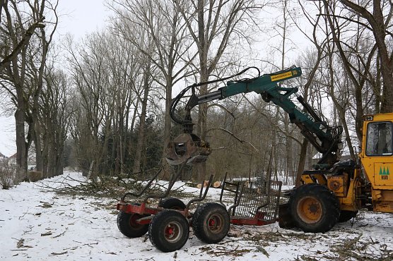 Eschen werden in Ellrich gef&auml;llt (Foto: S. Schedwill)