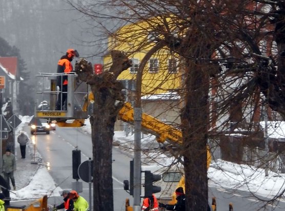 Linden werden beschnitten (Foto: M. Kappler)