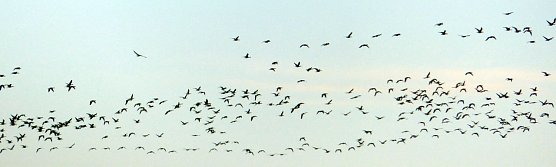 Riesiger Schwarm bei Nordhausen (Foto: nnz)