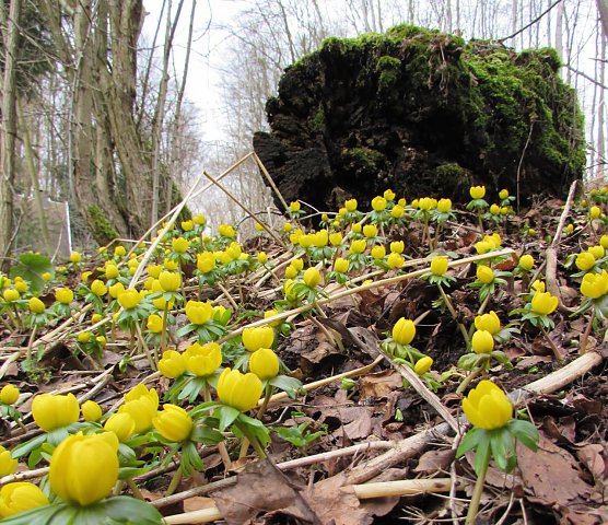 Saisonstart an der Langen Wand mit Fr&uuml;hbl&uuml;her-Wanderung (Foto: Lydia Schubert)