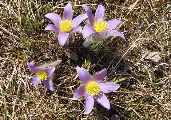 Kuhschelle (Foto: B. Schwarzberg)