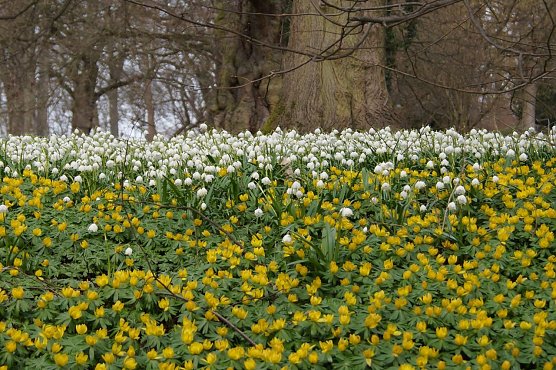 Fr&uuml;hjahrserwachen (Foto: Nicole Schulz)