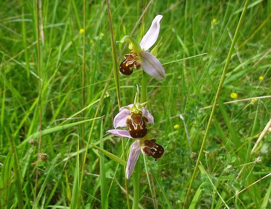 51. Einsatz des BUND (Foto: B. Schwarzberg)
