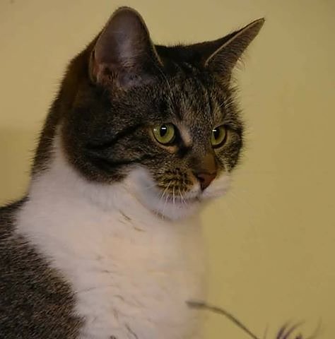 Tier der Woche - Odette (Foto: Tierheim Nordhausen)