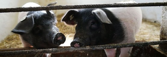 Tina und Bibi (Foto: nnz)