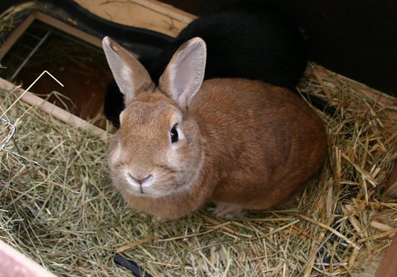 Kaninchen (Foto: Susanne Möltgen) Kaninchen (Foto: Susanne Möltgen)