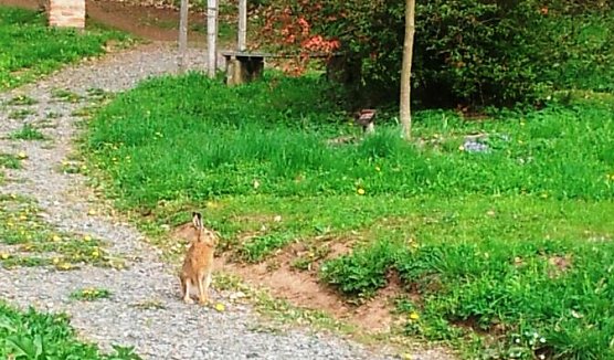 Der "Osterhase" im Ilfelder Ahornpark (Foto: Judith Hesse) Der "Osterhase" im Ilfelder Ahornpark (Foto: Judith Hesse)