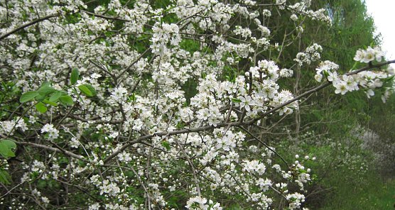 Bl&uuml;hender Schwarzdorn (Foto: privat)