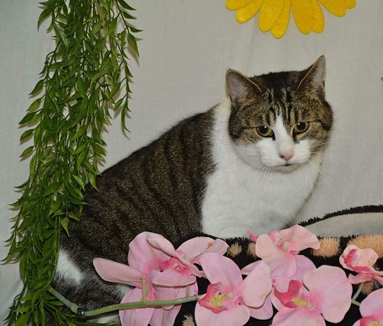 Tier der Woche: Olek (Foto: Tierheim Nordhausen)