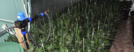 Cannabispflanzen beschlagnahmt (Foto: privat)