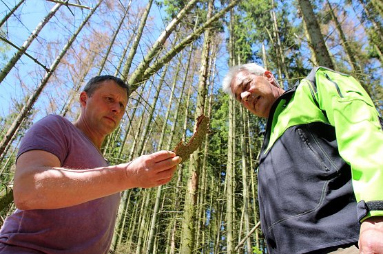 Axel Axt (links): starker Borkenk&auml;ferbefall auf zwei Hektar (Foto: Patrick Grabe, Pressestelle Stadt Nordhausen)