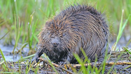 Biber brauchen Schutz (Foto: P. W&auml;chterh&auml;user/NABU)