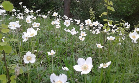 Gro&szlig;es Windr&ouml;schen (Anemone Silvestris) (Foto: B. Schwarzberg)