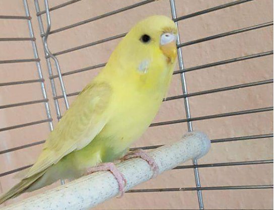 Tier der Woche: Lea (Foto: Tierheim Nordhausen)