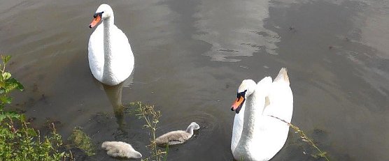 Die Schwanenfamilie (Foto: Kurt Frank)