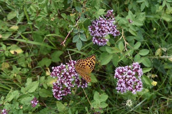 Die Arnika bleibt im Landkreis! (Foto: Bodo Schwarzberg)
