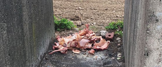 Wieder Schlachtabf&auml;lle entsorgt (Foto: privat)