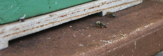 Erster Nordth&uuml;ringer Bienenlehrpfad er&ouml;ffnet (Foto: Angelo Glashagel)