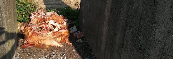 Illegal entsorgt - im wahrsten Sinne des Wortes eines Schweinerei (Foto: privat)