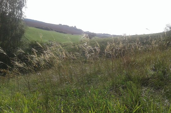 Pfriemengras (Stipa capillata) im Alten Stolberg (Foto: B. Schwarzberg)