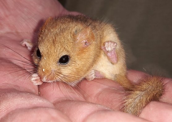 Haselmaus (Foto: K. Günther) Haselmaus (Foto: K. Günther)