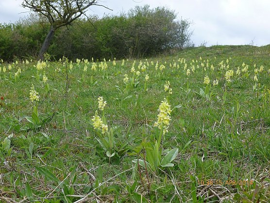 Orchis pallens � das Blasse Knabenkraut. Th&uuml;ringen tr&auml;gt auf Grund des insgesamt kleinen weltweiten Areals der Art mit seinen relativ vielen Best&auml;nden der Orchidee eine gro&szlig;e globale Verantwortung f&uuml;r ihre Erhaltung. Die Politik jedoch behandelt den Naturschutz tendenziell nach wie vor stiefm&uuml;tterlich. Die Aufnahme entstand 2014. (Foto: Bodo Schwarzberg)