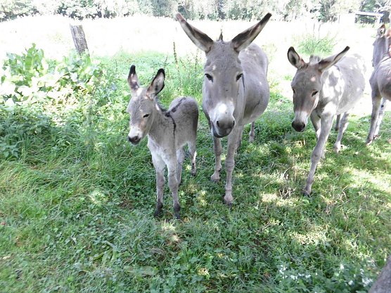 Nachwuchs auf der Forst Farm (Foto: Diana Forst)