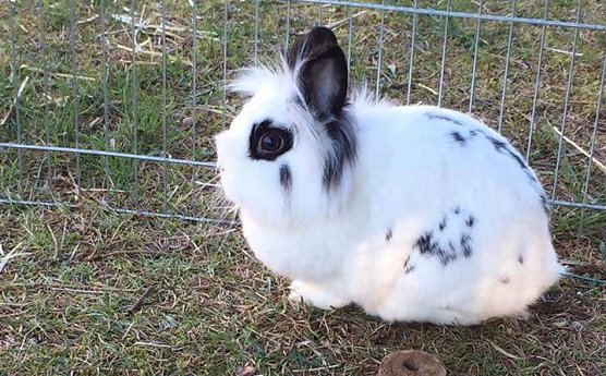 Zwerghase gesucht (Foto: privat)