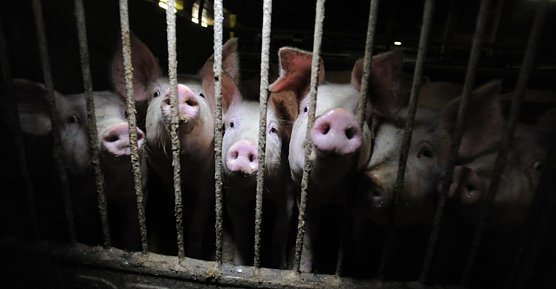 Auf Tierschutz hinweisen (Foto: Jo-Anne McArthur)